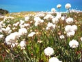 Wild flowers in Cabo da Roca near Sintra, Portugal, continental EuropeÃ¢â¬â¢s westernmost point